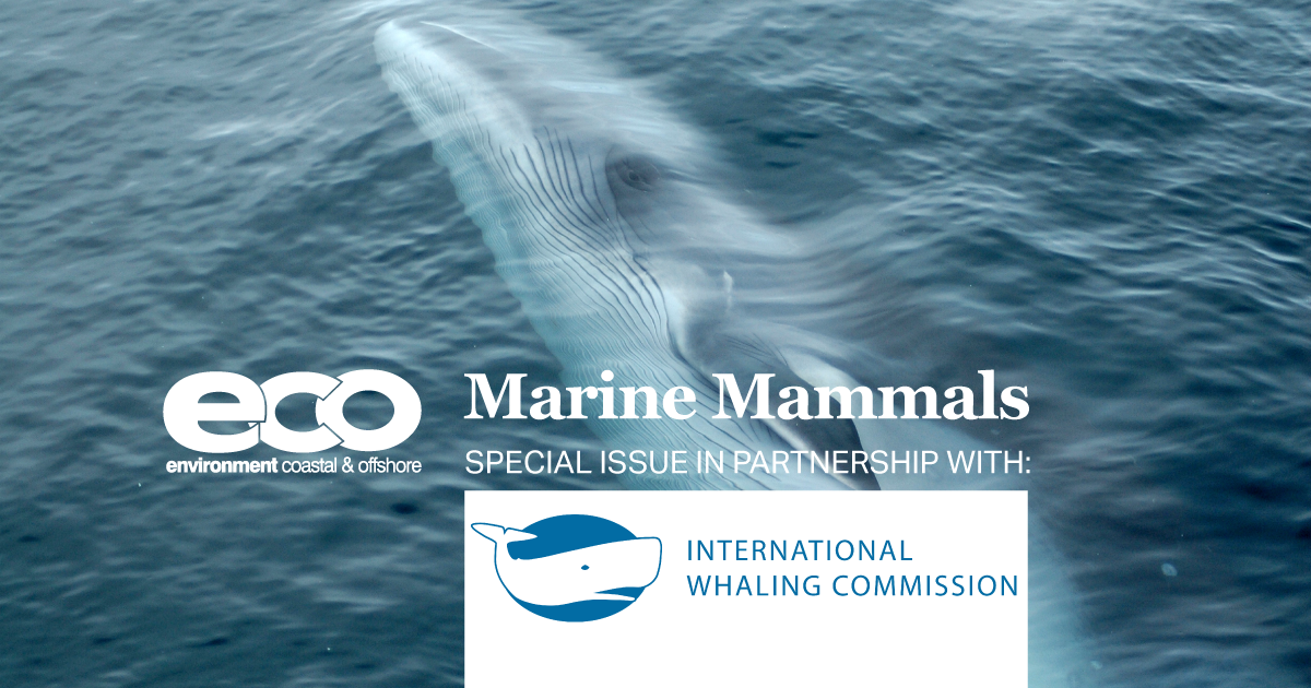 Call for Submissions: ECO Magazine and the IWC Announce Special Issue on Marine Mammals